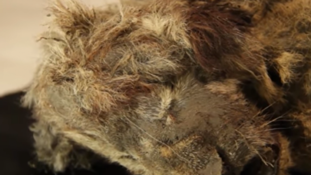 Simba iz ledenog doba star 28.000 godina pronađen u ledu Sibira