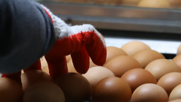 Kasiri otvaraju kutije jaja koje kupimo iz razloga KOJI VAM NE BI ODMAH PAO NA PAMET