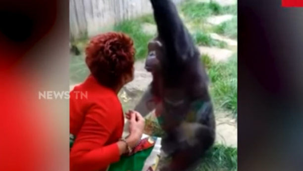 BIZARAN SLUČAJ U BELGIJI Žena zaljubljena u šimpanzu, tvrdi da je "privlačnost je obostrana" (VIDEO)