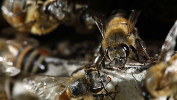 Nećete verovati koliko su organizovane: Kako pčele prave med?