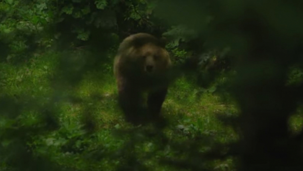 JEZIVA PRIČA! Medvedev ubio medveda i završio u komi sa strašnim povredama! (FOTO)