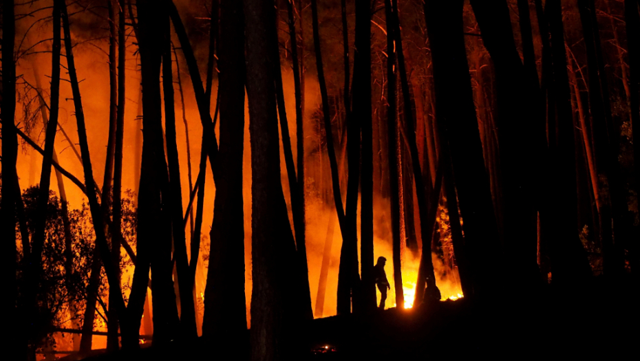 POŽARI U KALIFORNIJI Džinovske sekvoje obmotane prekrivačima otpornim na vatru