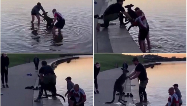 NAJLEPŠI SNIMAK KOJI ĆETE DANAS VIDETI Spasili kengura koji se smrzavao u jezeru, a on se ovako zahvalio (VIDEO)