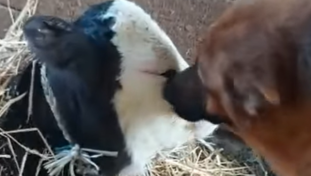 SNIMAK KOJI ĆE VAM ULEPŠATI DAN Stigla Đurđa, a pas joj se obradovao više od mame! (VIDEO)