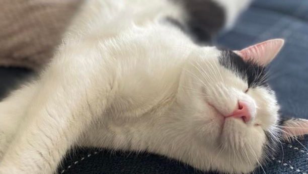 Vole da se lickaju: Zašto mačke vode toliko računa o svom krznu?