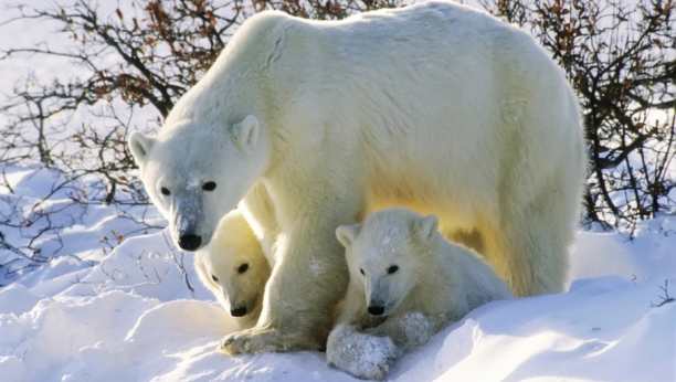 MANJE NEŽELJENIH GOSTIJU Ove godine polarni medved zaobilaze ruska arktička sela