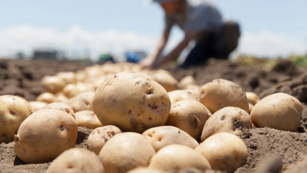 OBRATITE PAŽNJU NA JEDAN DETALJ Ako krompir ovako izgleda, ne jedite ga, pun je toksina!