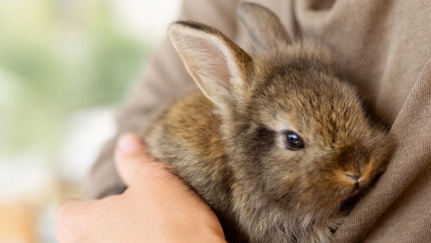 VIC DANA Zašto zec ima duge uši, a kratak rep?