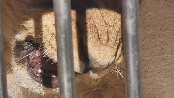 POGLEDAJTE TRENUTAK HVATANJA ZVERI U BUDVI Pronađeno odbeglo mladunče lava - za samo tri meseca bi jeo pse, mačke i LJUDE (VIDEO)