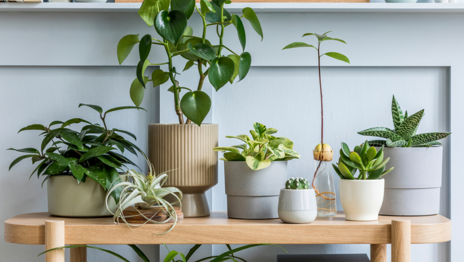 Ne služe samo za dekoraciju: Tri razloga zbog kojih treba da imate biljke u svom domu