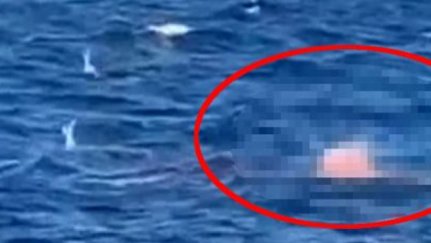 JEZIVA SCENA SMRTI ČOVEKA Morska neman ga u sekundi povukla na dno i RASTRGLA (VIDEO)