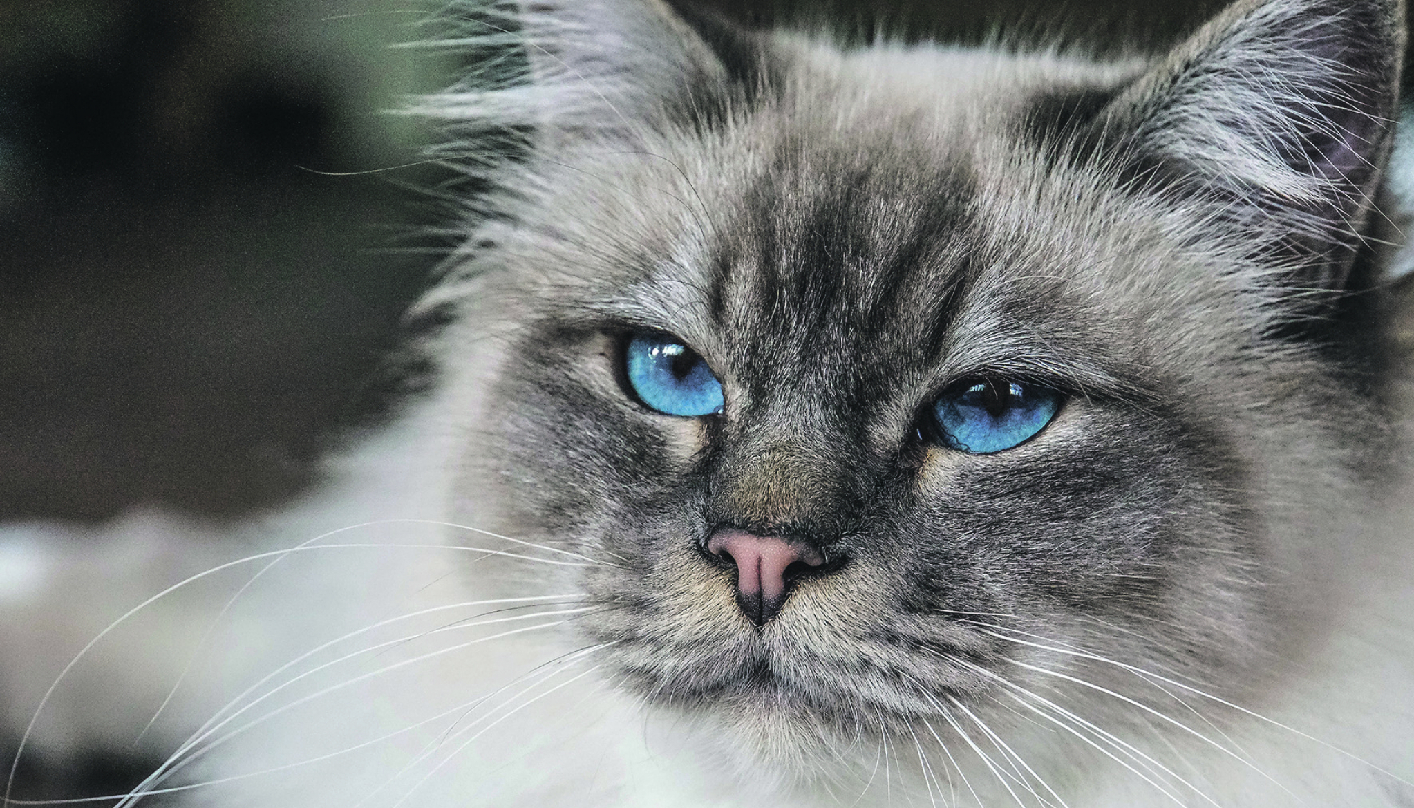 OTMENA GRACIOZA Neobična priča birmanske mačke, najljupkije rase na svetu
