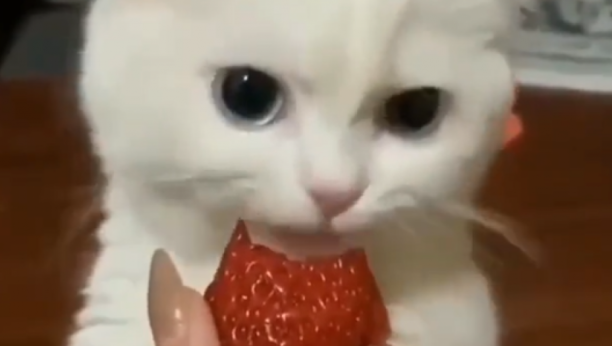 OVA SCENA ODUŠEVILA JE SVE I mačke vole jagode (VIDEO)