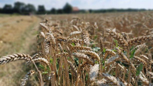 GRČKA UPOZORAVA Cene pšenice i žitarica porasla u nebesa, sledi novo poskupljenje namirnica