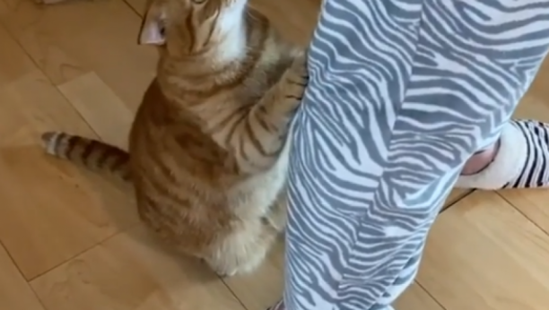 OVAJ SNIMAK JE NASMEJAO MNOGE Mačka se popela na zadnje šape i moli vlasnika za hranu (VIDEO)