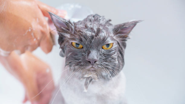 Sigurno ste se bar jednom zapitali: Zašto mačke ne podnose vodu?