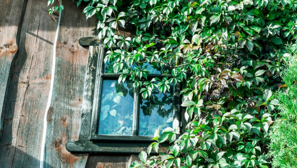AKO VAM BILJKE NE USPEVAJU NABAVITE OVU: Najlepši ukras na prozorima, štiti od komšijskih pogleda
