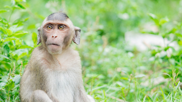 ZAR OPET?! Nova virusna bolest zabrinula lekare širom sveta: Majmunske boginje na 380 kilometara od Srbije
