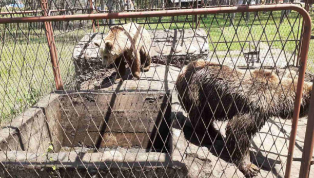 Policija pronašla dva strogo zaštićena mrka medveda u kavezu u Kraljevu