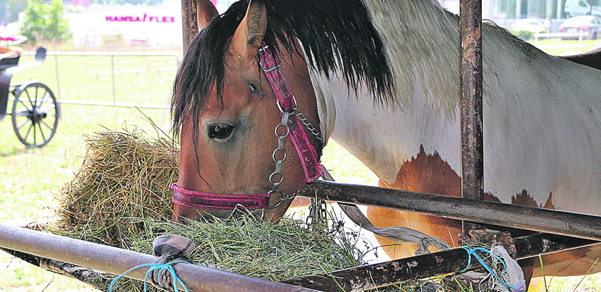 Naši odgajivači oplemenjivanjem konja dobijaju rasu srpski šarac