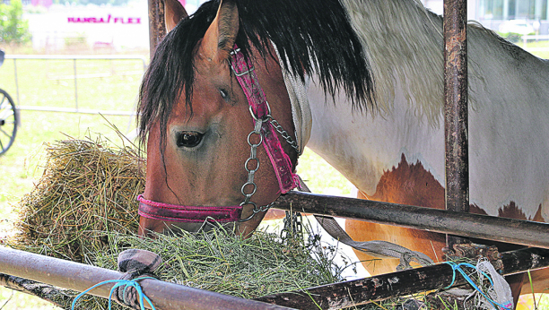 Naši odgajivači oplemenjivanjem konja dobijaju rasu srpski šarac