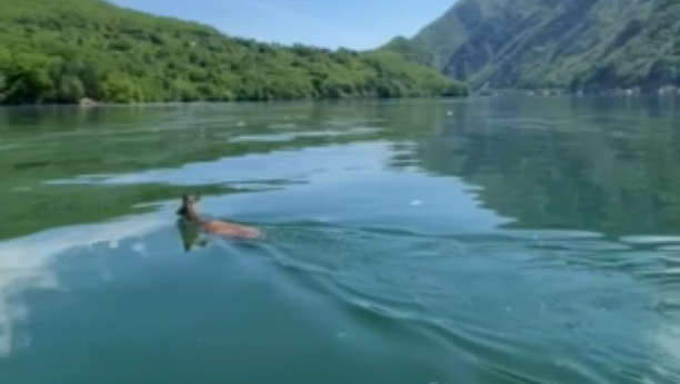 NEVEROVATAN PRIZOR SA PERUĆCA: Srndać preplivava jezero kako bi u susednoj Bosni našao partnerku (VIDEO)