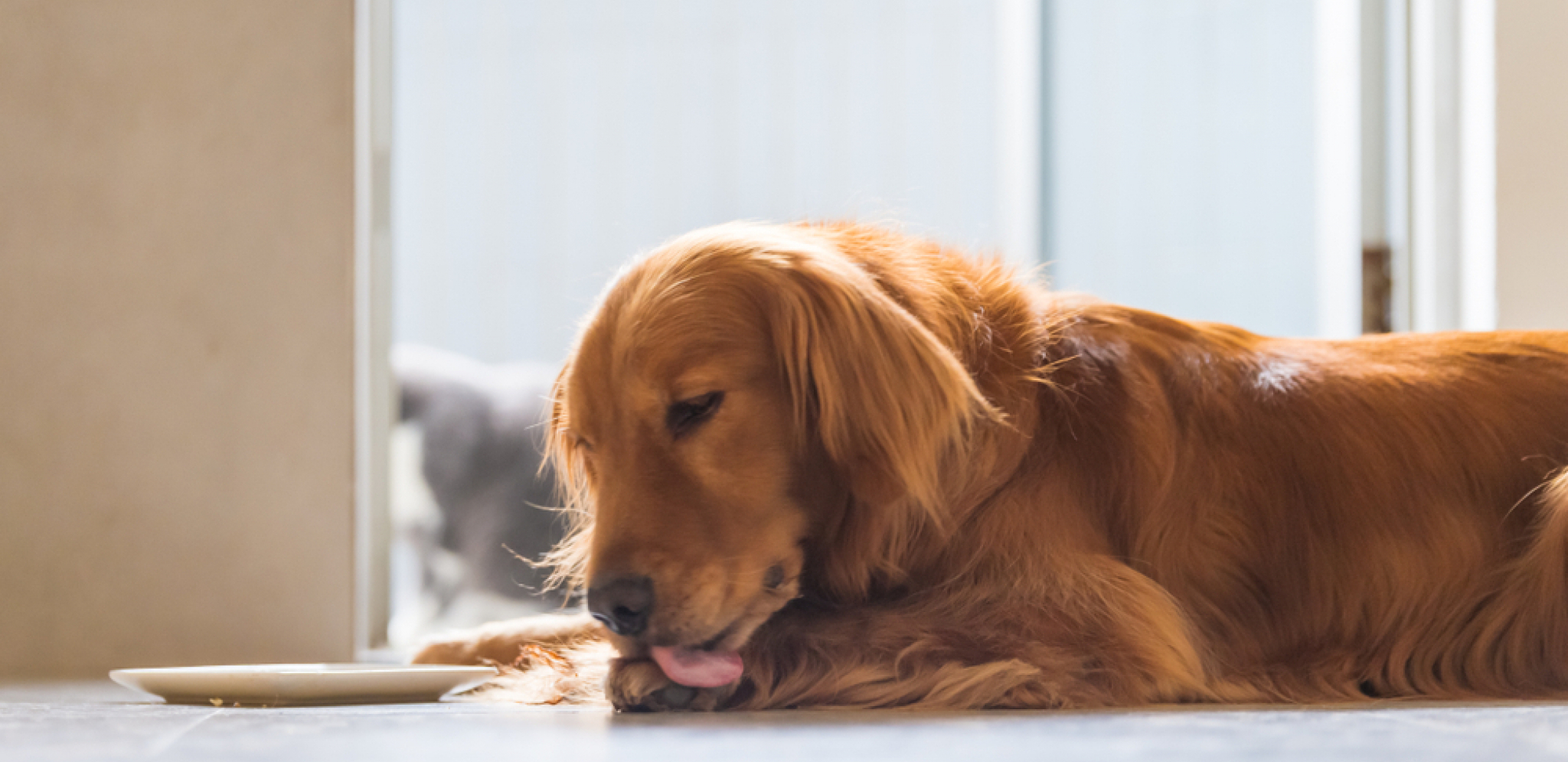 Česta pojava: Zašto psi ližu i grickaju svoje šape?