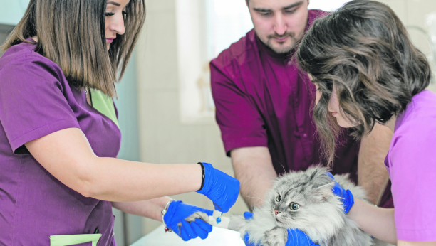 DUŽI I ZDRAVIJI ŽIVOT Da li je sterilizacija mačaka opasna i koliko