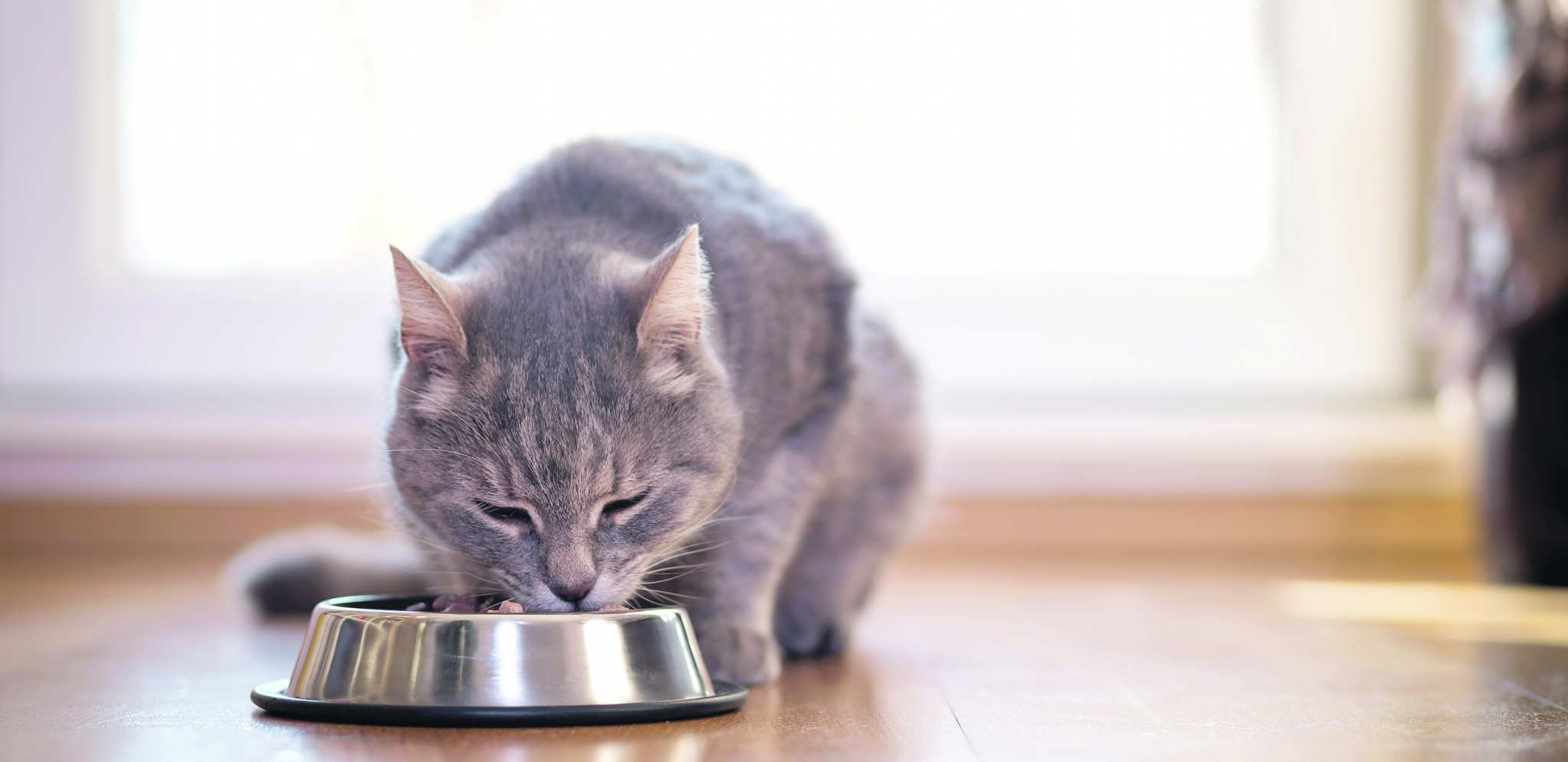 AKO NISTE ZNALI Meso je za mačke odličan izvor proteina