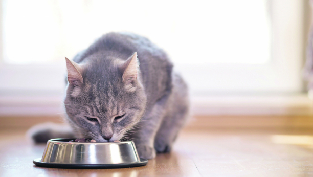 AKO NISTE ZNALI Meso je za mačke odličan izvor proteina
