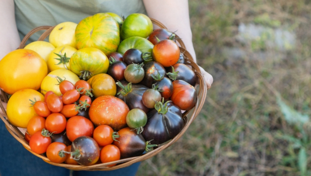 KAŽU DA JE ZDRAVIJI OD OBIČNOG: Ova vrsta paradajza ima duži rok trajanja i bolji je za organizam