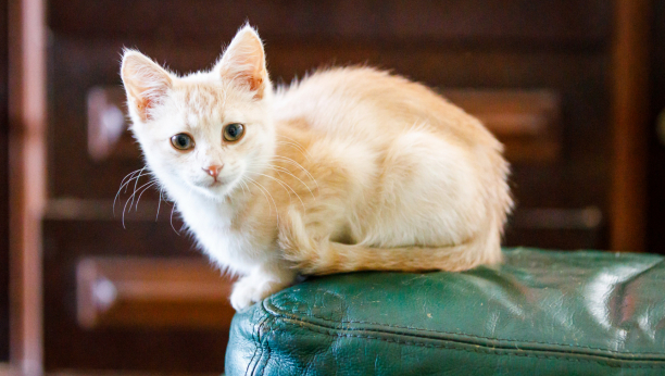 Zanimljive činjenice o vašim krznenim prijateljima: Pet stvari koje mačke obožavaju