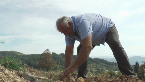 ČUDO KOD IVANJICE! Dobrivoje iskopao džinovski krompir težak 2kg, jedan dovoljan za celu porodicu! (FOTO)