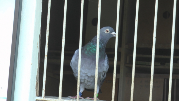 PROVEO 8 MESECI U PTIČIJEM ZATVORU Policija oslobodila osumnjičenog špijunskog goluba