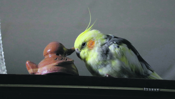 ŽIVOTINJA DANA Papagaj Peđa i njegov glineni rođak pregovaraju gde će na odmor
