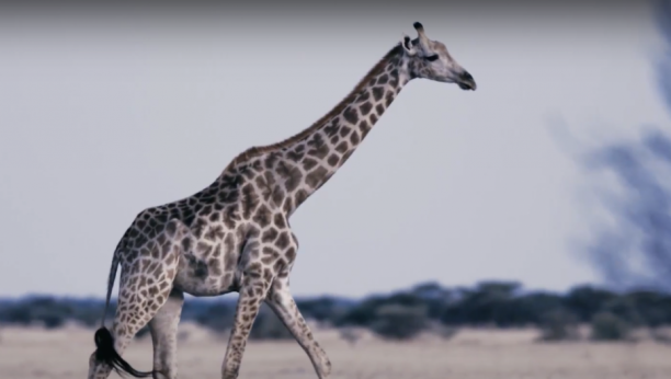 VIC DANA Što je gore od žirafe s upaljenim grlom?