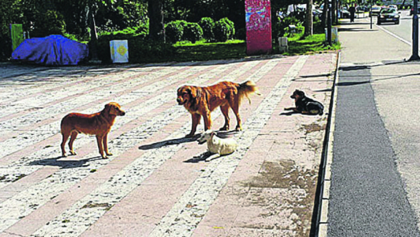 KREĆU SE U ČOPORIMA Psi lutalice seju strah na ulicama Priboja