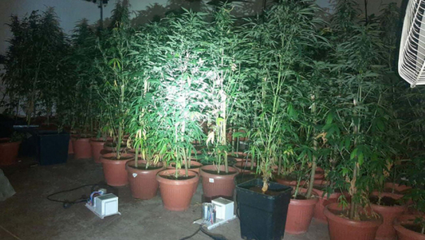 ZAPLENJENO SKORO 1.000 STABILJKA TRAVE Pronađena laboratorija za uzgoj marihuane u Čačku
