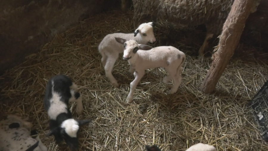 FENOMEN U ŠUMADIJI! Sedam ovaca na svet donelo 21 jagnje Belka ojagnjila pet mladunaca