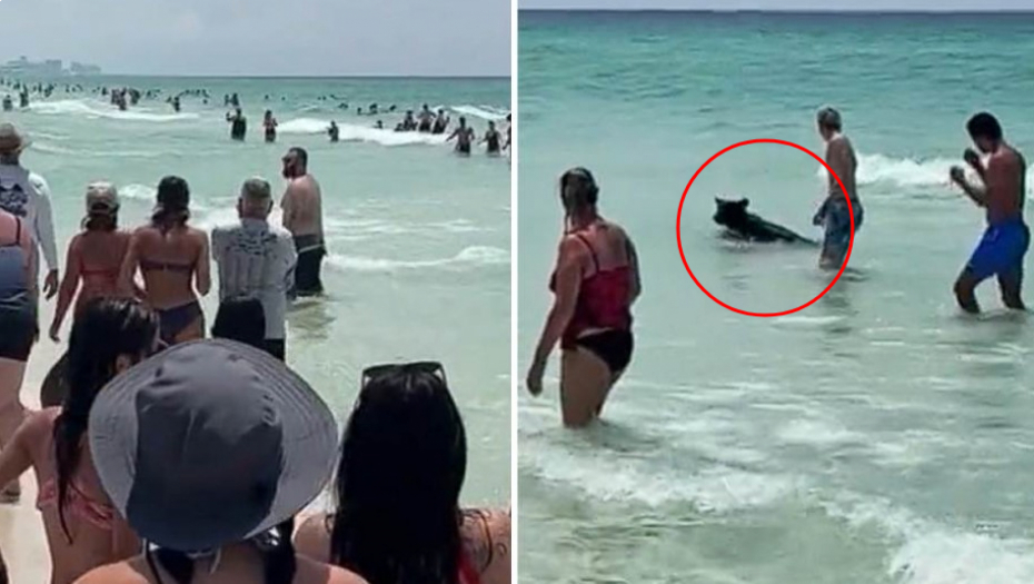Medved izlazi iz vode na Floridi