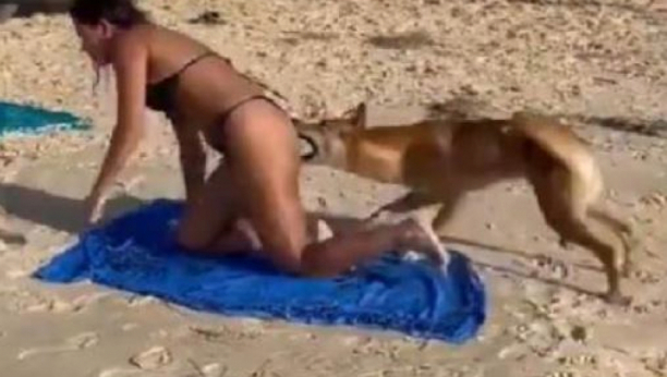 Pas napao turiste na plaži