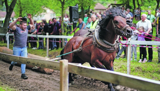 Dulenska štraparijada, takmičenje konja