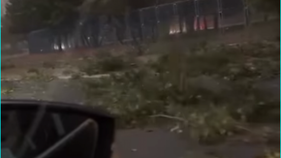 Milica snimila trenutak dok pada drveće 