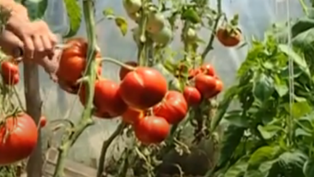džinovski paradajz