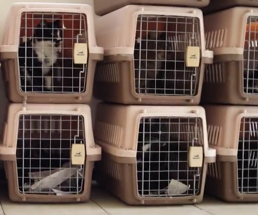 Mačke u zatvoru