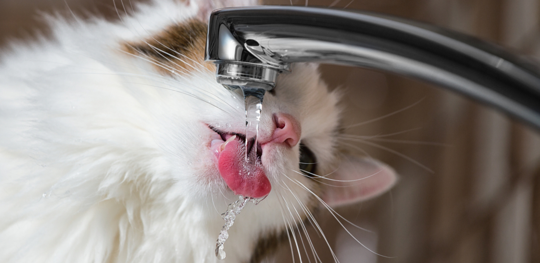 mačka pije vodu iz slavine