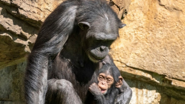 šimpanza i mladunče