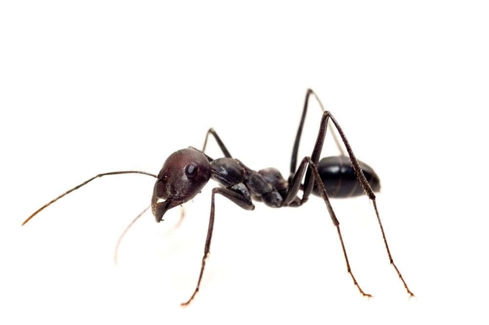 Mrav Insekt