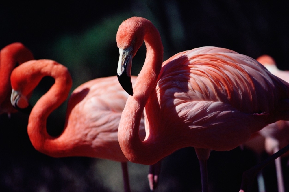 Flamingos, flamingosi