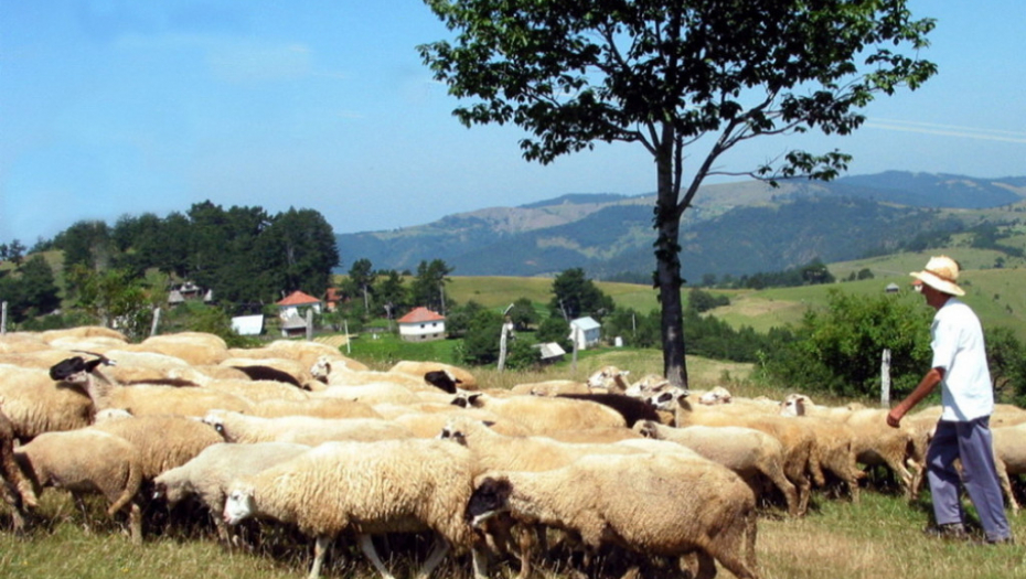 Ovce i pastir